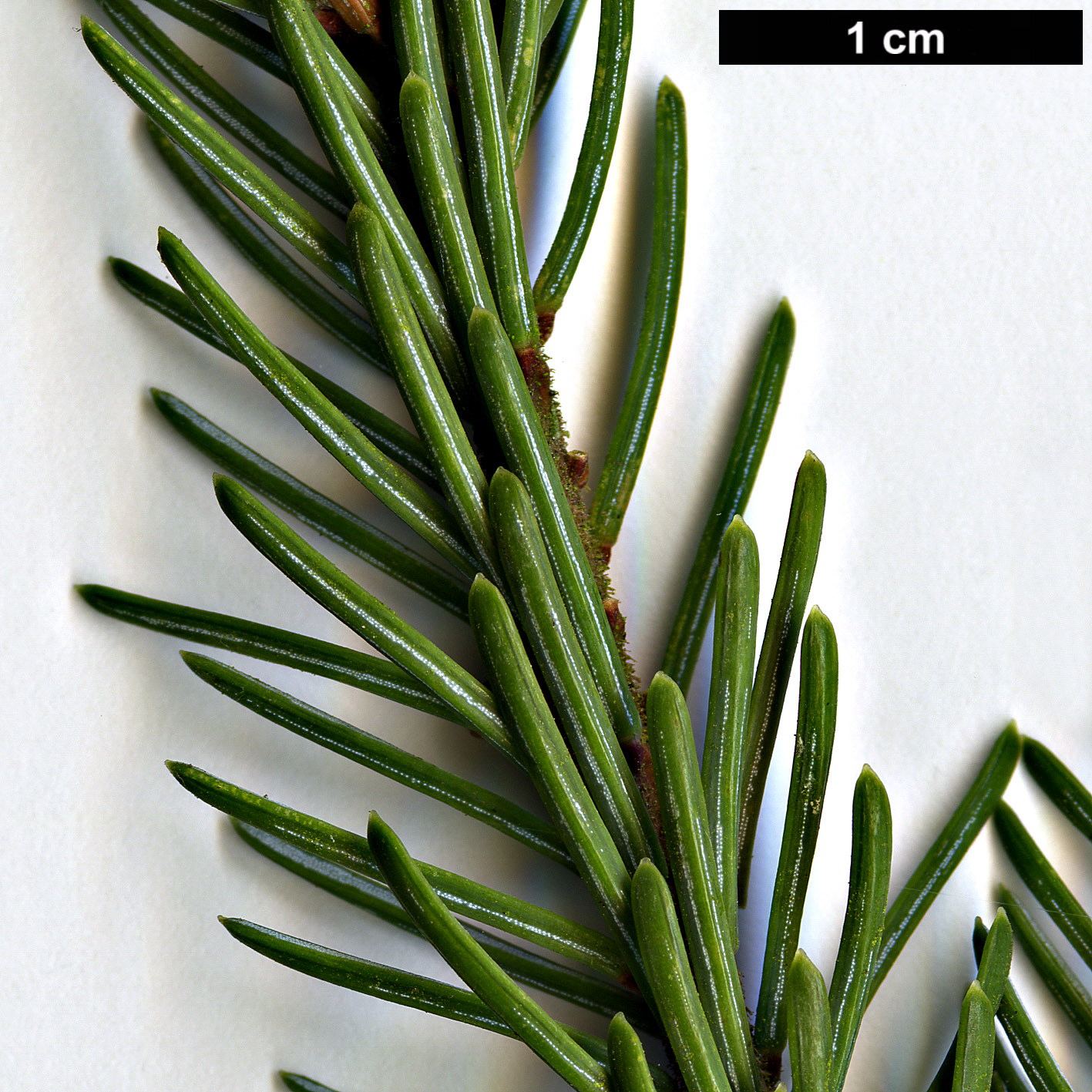 High resolution image: Family: Pinaceae - Genus: Picea - Taxon: ×mariorika (P.mariana × P.omorika)